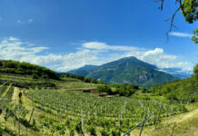 ALBINO ARMANI TORNA A WINE PARIS 2026 NELLA COLLETTIVA DEL CONCOURS MONDIAL DE BRUXELLES